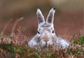 Concern over licences to kill hares