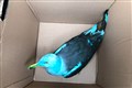 ‘Incredible’ blue gull leaves onlookers baffled