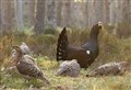 Capercaillie numbers rallying?