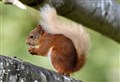 Spynie Woods red squirrel