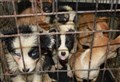 Kennel Club urgent plea to people buying puppies in Moray