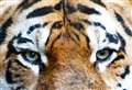 VIDEO: Endangered Amur Tiger called Botzman arrives at Highland Wildlife Park from Whipsnade Zoo
