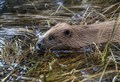 Beavers splash down in the Upper Spey