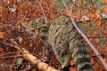 Wildcats to be released in Cairngorms after licence approved