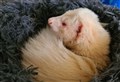 Barry hope to ferret out forever home