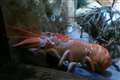 Rare orange lobster rescued by fishmonger and rehomed in Blackpool aquarium