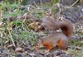 Squirrel hunting food at Spynie Bird Hide