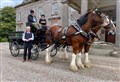 Care home residents enjoy trip on Clydesdale horses