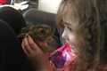 Orphaned hare returns to visit family who saved and reared her