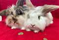 PET OF THE WEEK: Can you help bunny buddies Daisy and Maisy find their forever home?