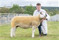 Texel ewe from WJ Knox is overall sheep champion at Keith Show