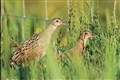Number of corncrakes in Scotland increases for first time in five years
