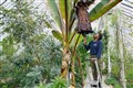 ‘Tree against hunger’ flowers for first time at Kew Gardens