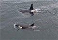 WATCH: Drone footage shows Orcas hunt seals off east coast 