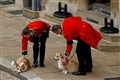 Queen’s corgis will understand emotion of missing the monarch, says dog expert