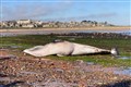 Dead minke whale washes up on Scottish beach