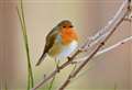 How to help Moray's Robins survive the winter