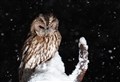 Moray wildlife: Owl spotted near Craigellachie