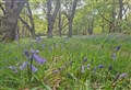 ACTIVE OUTDOORS­­: Bluebells and smells on Loch Ness woodland circuit