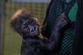 Infant gorilla hand-reared by keepers is named following public vote