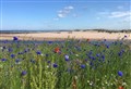 Wildflower scheme given go-ahead by Moray Council