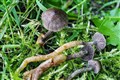 Species of fungus unknown to science found in the Cairngorms