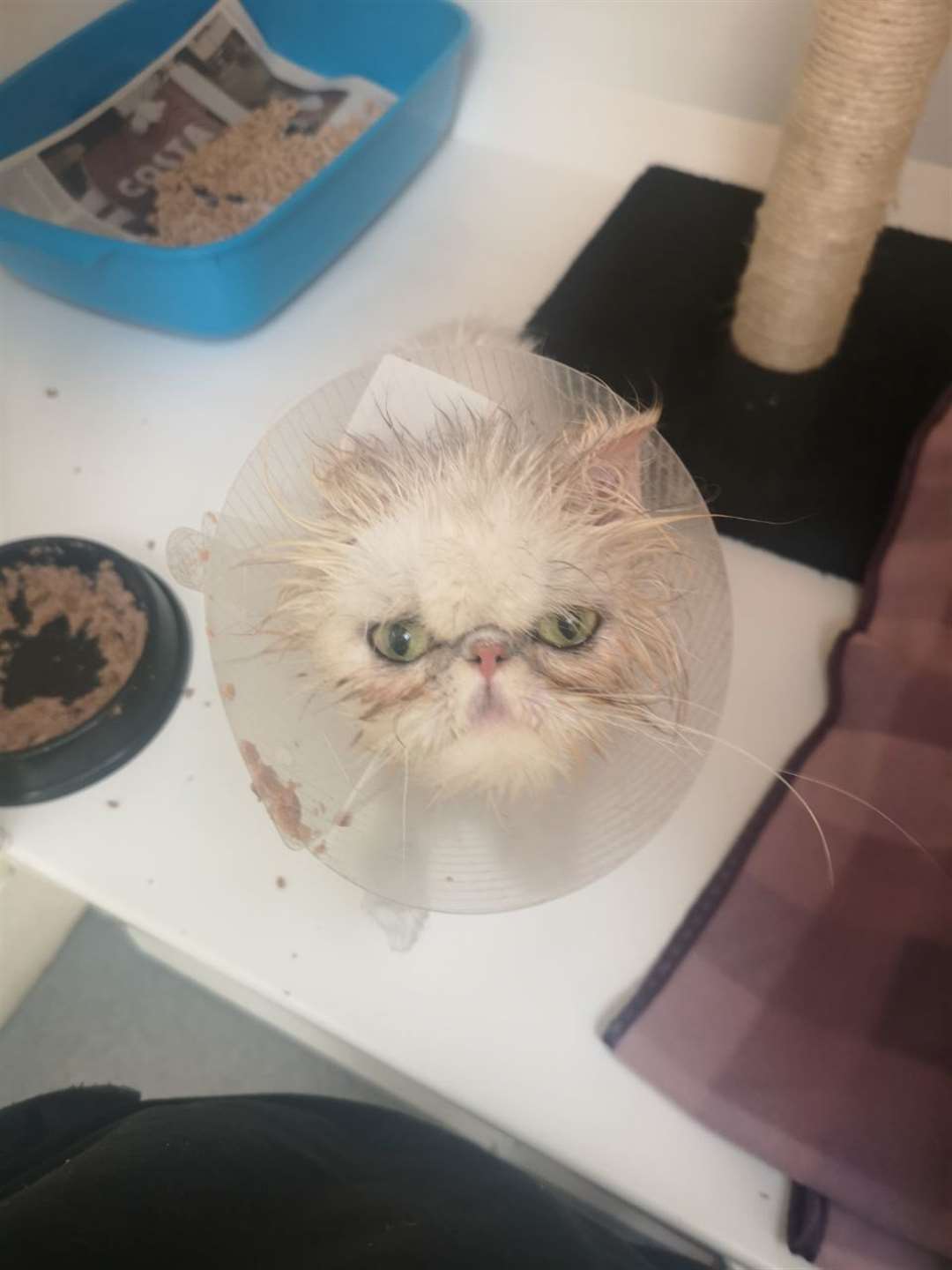 Celeste the Persian cat needed six months of rehabilitation.