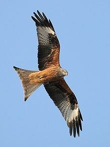 A red kite in flight.