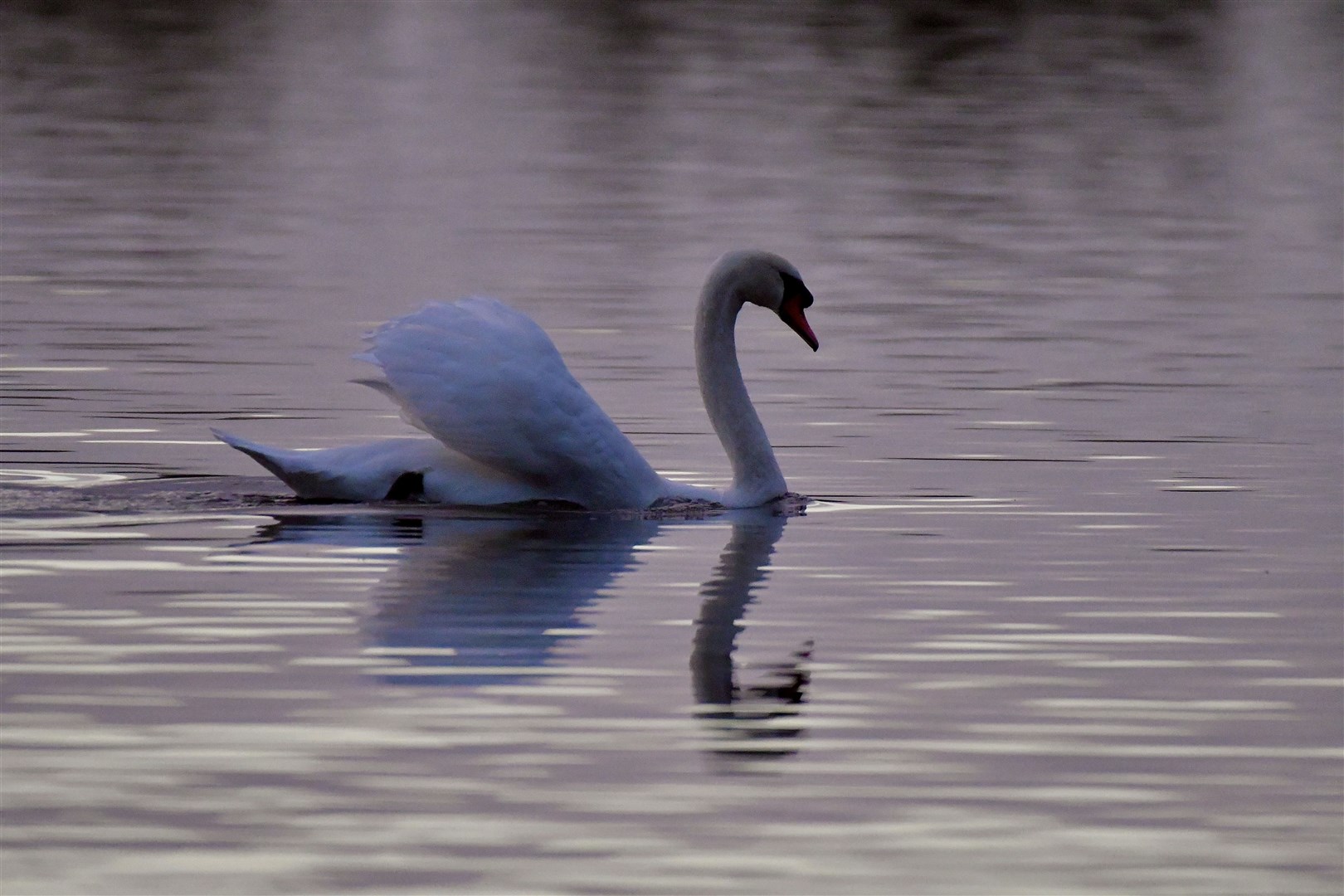 Hazel Thomson, from Elgin, took this photo of a swan on Spynie Loch.
