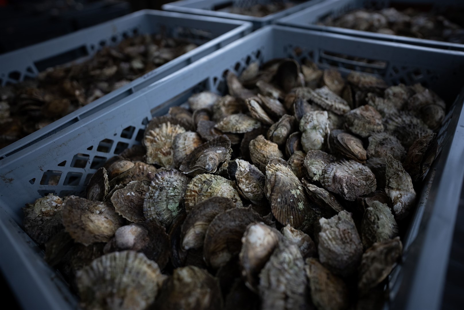 Oysters from South Wales to be scattered on to new beds in the river Hamblse, Hampshire, by the Blue Marine Foundation (James Blake/Blue Marine Foundation/PA)