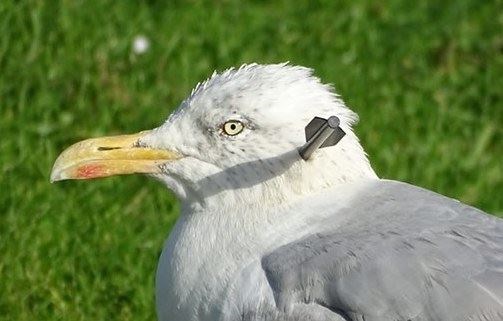 The seagull with a dart through its head