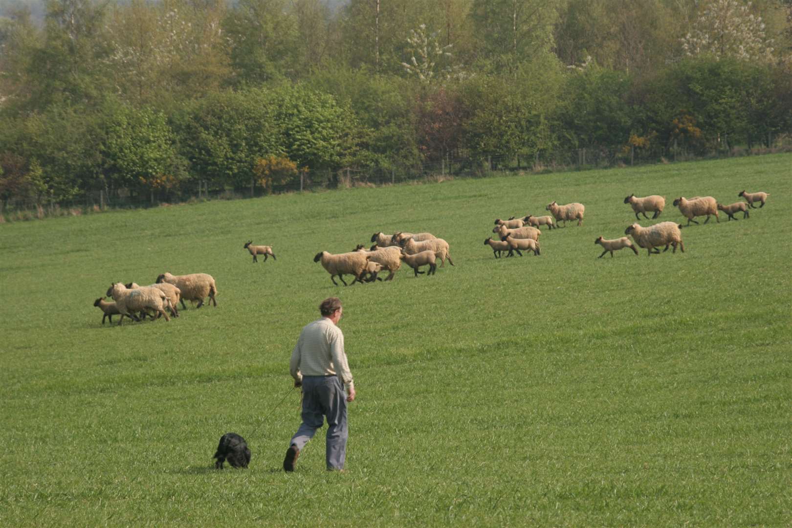 Dog walkers have been urged to keep their pets on leads while walking in rural areas.