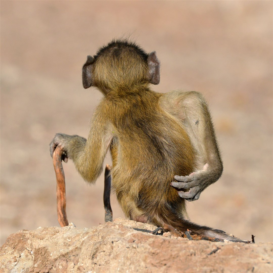 Martin Grace’s Socially Uninhibited shows a baboon having a good old scratch (Martin Grace/The Comedy Wildlife Photography Awards 2020)