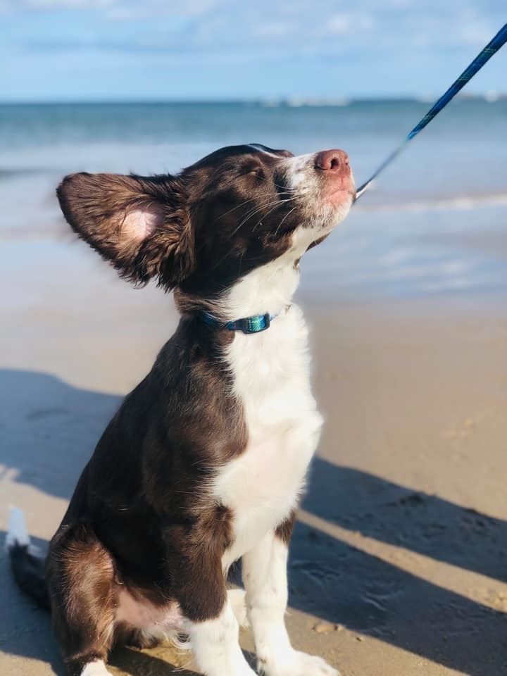 15 week old sprollie Ralph loves the sea. Picture by Kelly Michelle.