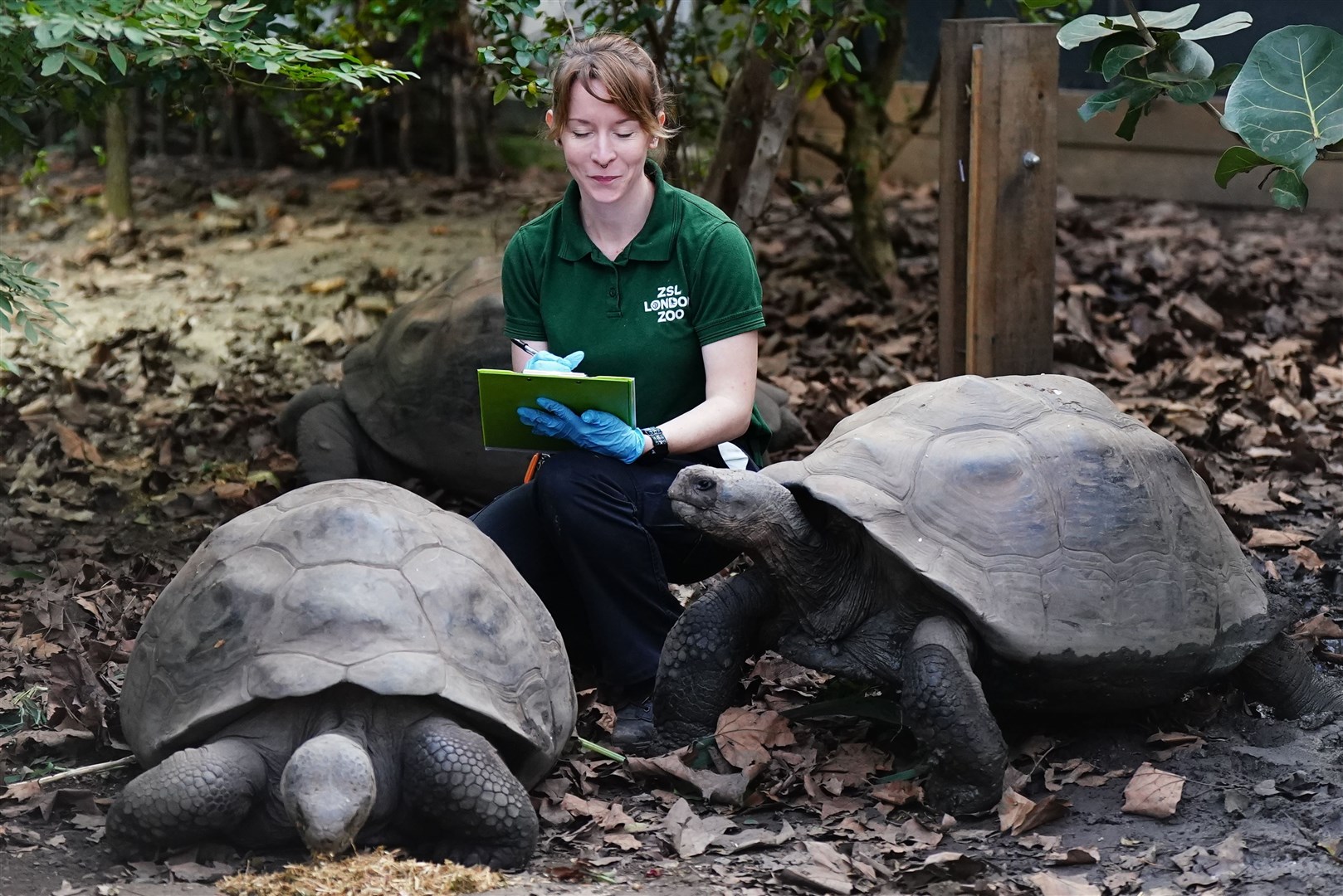 Zoo keeper Kim counts Priscilla and Polly, giant Galapagos Tortoises, during the annual stocktake at ZSL London Zoo (Aaron Chown/PA)