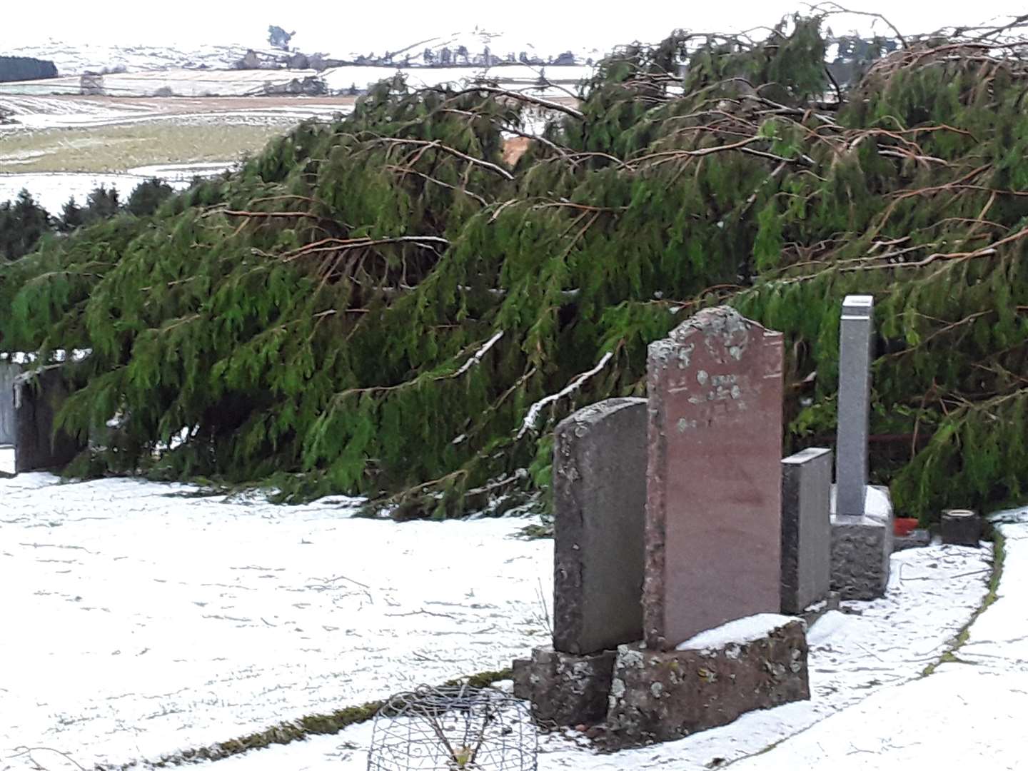 A fallen tree at Knockando Cemetery in the wake of Storm Arwen.