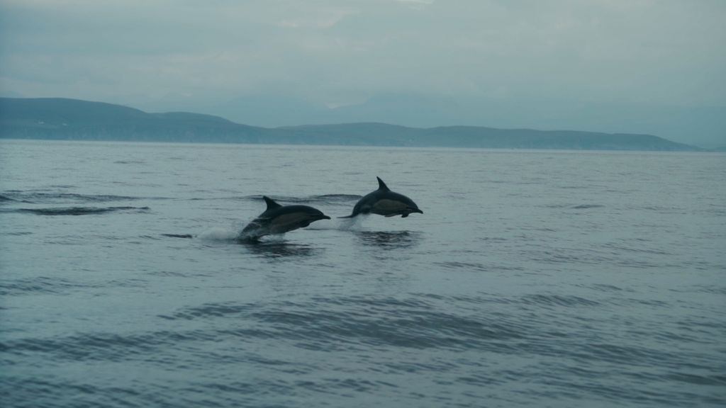 Mission accomplished: Dolphins leaping out of the water.