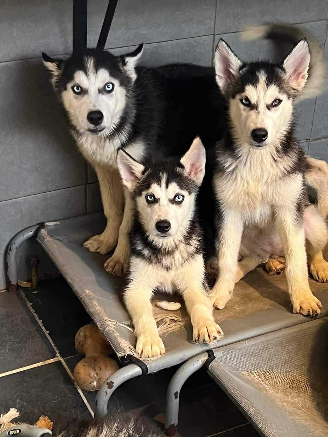 Saints Sled Dog Rescue are appealing for volunteers in Moray to foster dogs, these puppies were rehomed by the charity after being neglected by their previous owners.