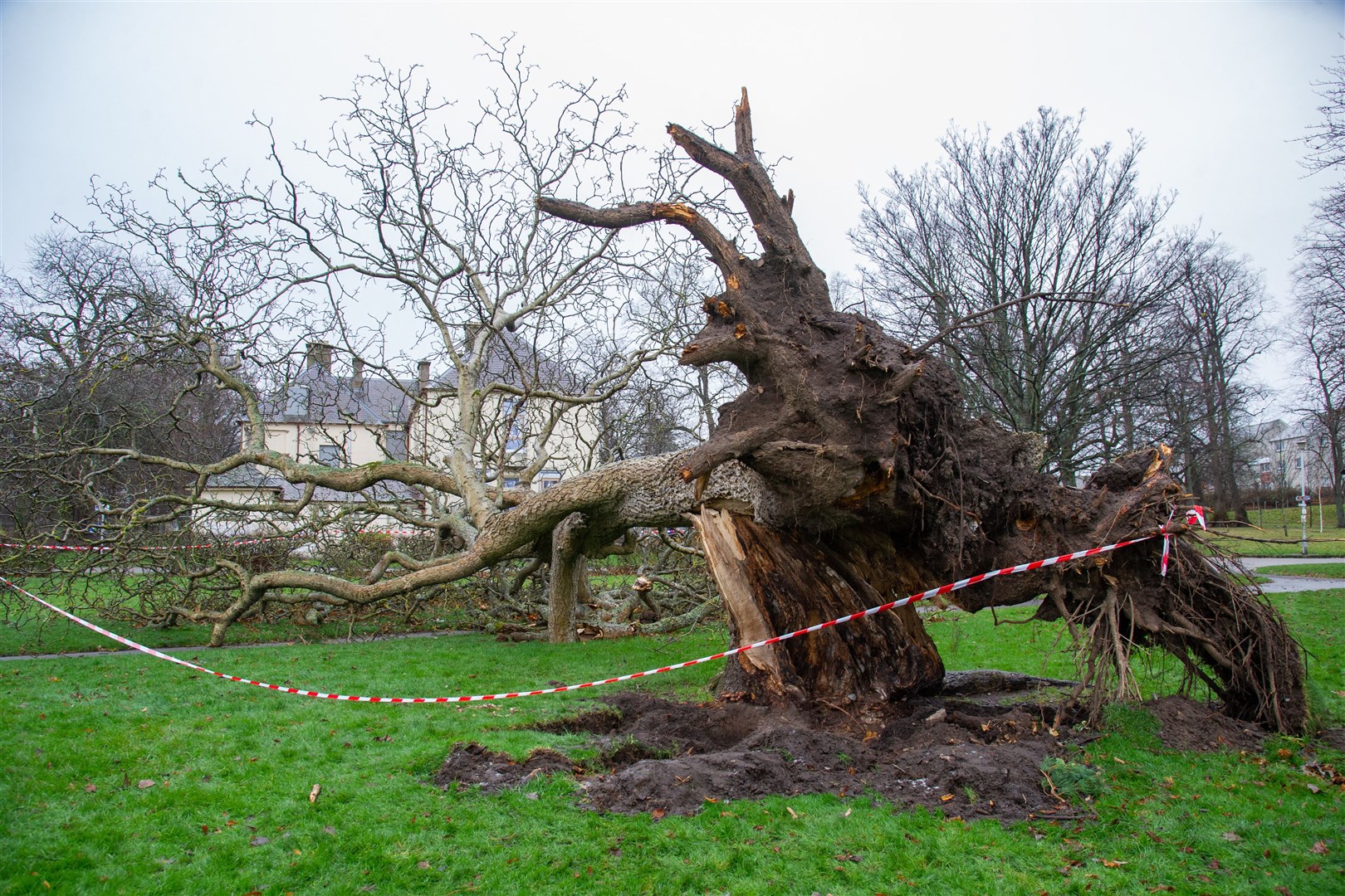 The fallen walnut tree in Cooper Park. Picture: Daniel Forsyth.