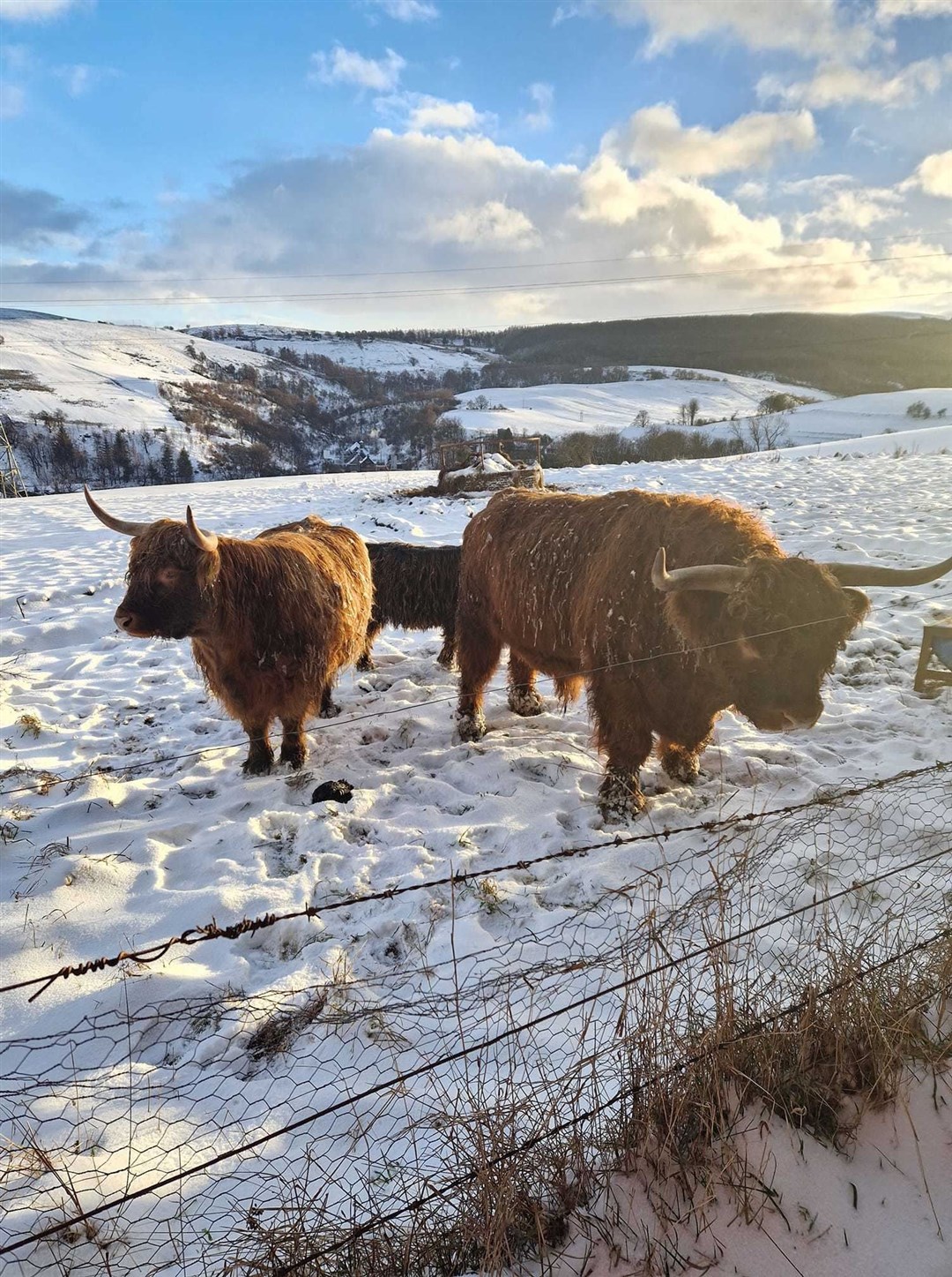 The Highland Cows in Dufftown were enjoying the chilly weather