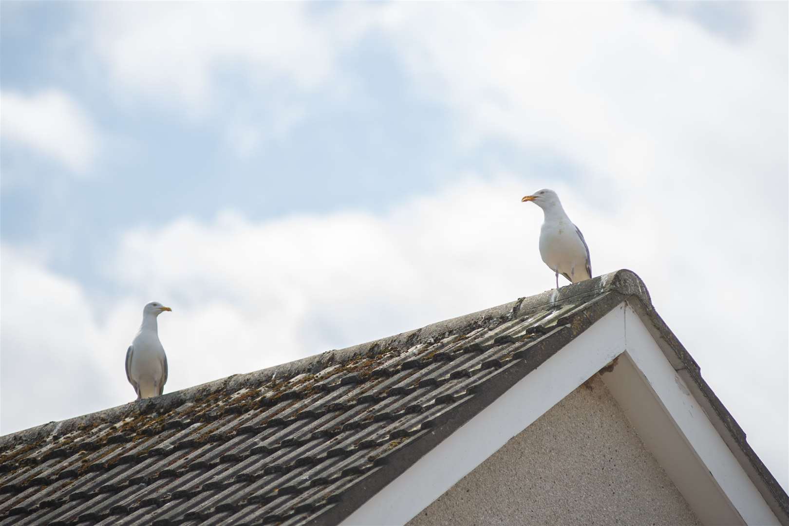 Fraser Sandison and father Neil are concerned about the seagulls that are nesting and swooping in the Bishopmill area of Elgin...Picture: Daniel Forsyth..