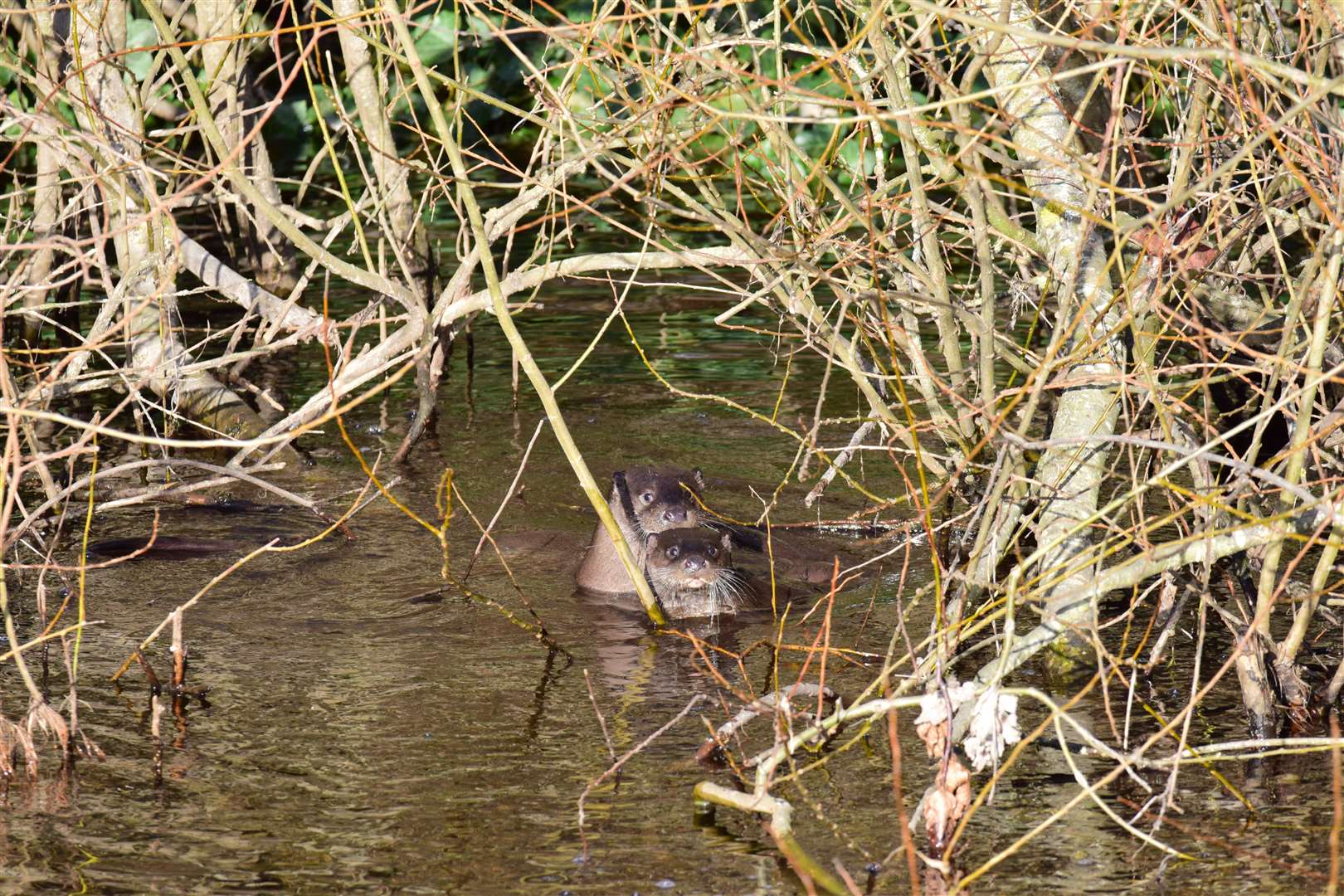 Otters have been spotted playing in the River Lossie.