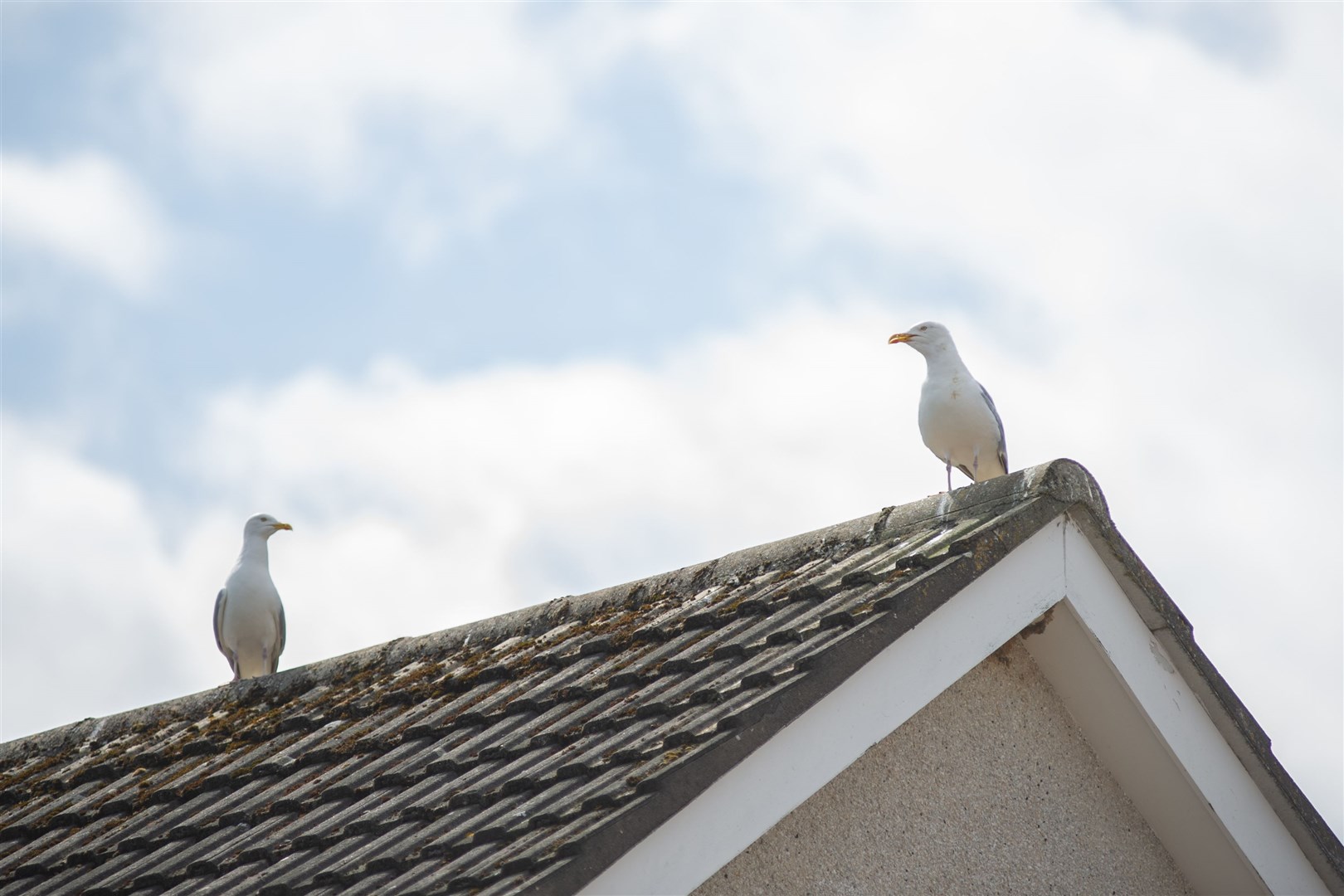 A pair of noisy neighbours in the Bishopmill area of Elgin. Picture: Daniel Forsyth.