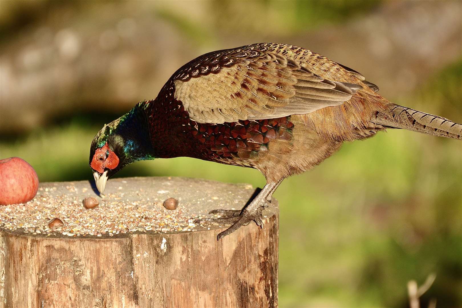 A pheasant enjoying a treat at Spynie bird hide.