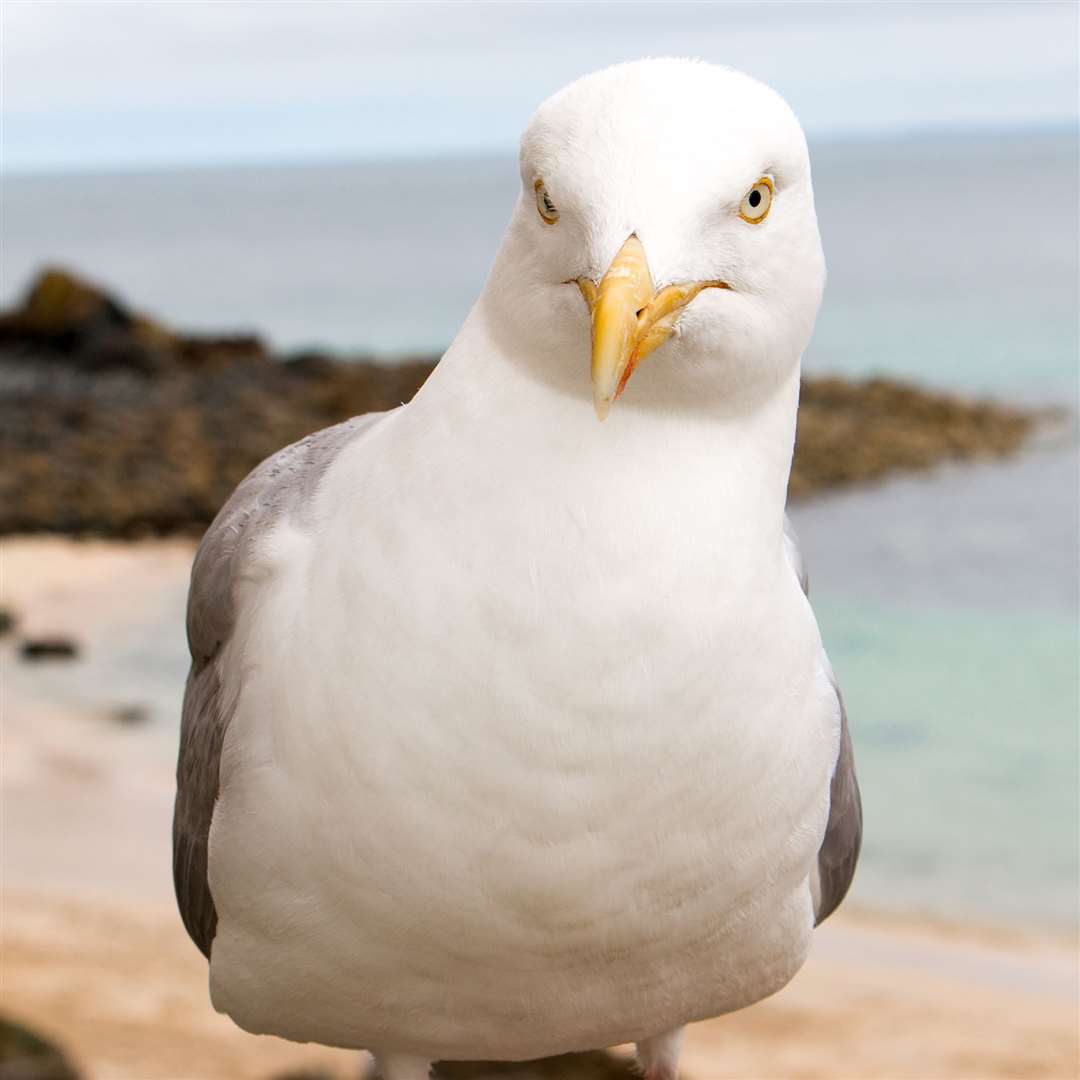 Police are seeking information after it was reported a herring gull was shot in Buckie.