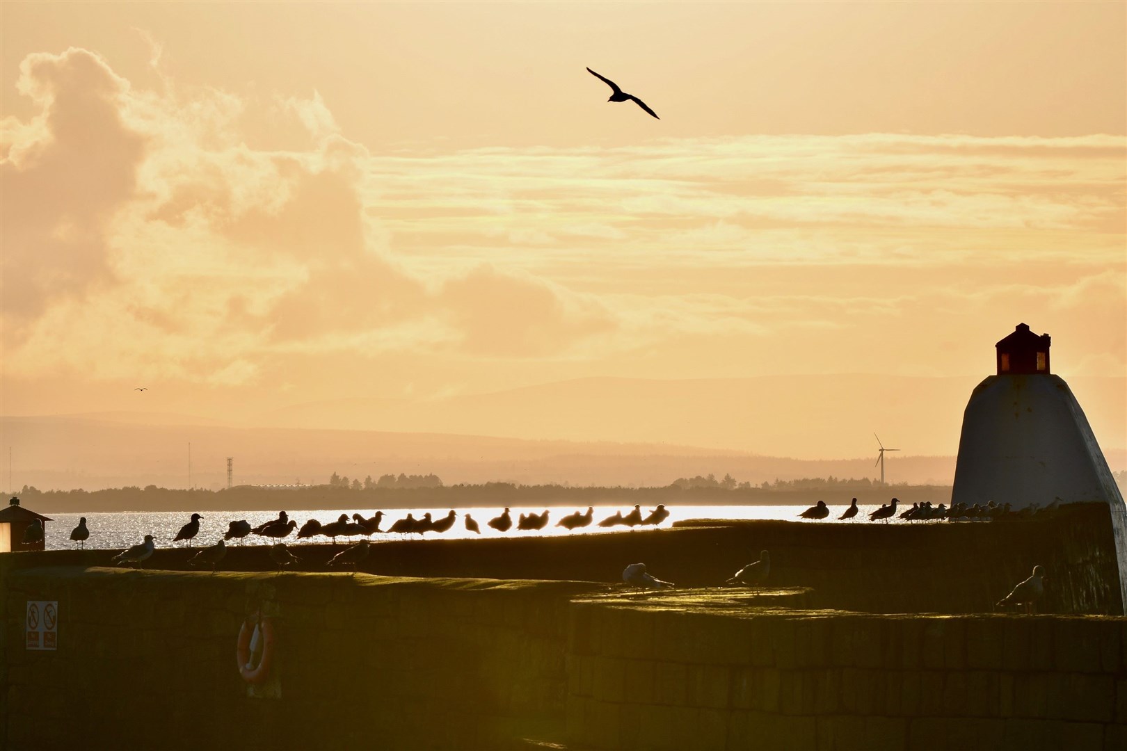 Gulls settle down for the evening on the harbour wall at Burghead. Picture: Hazel Thomson