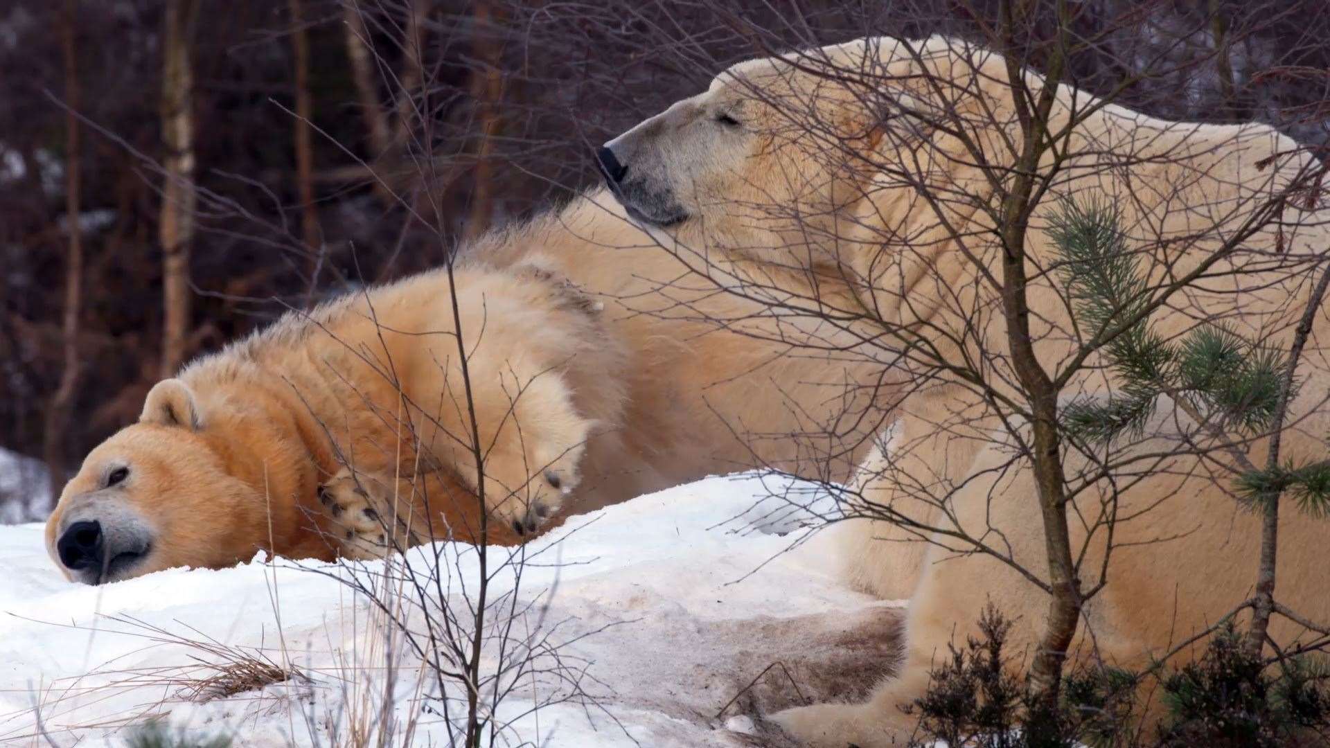 The polar bears in love.