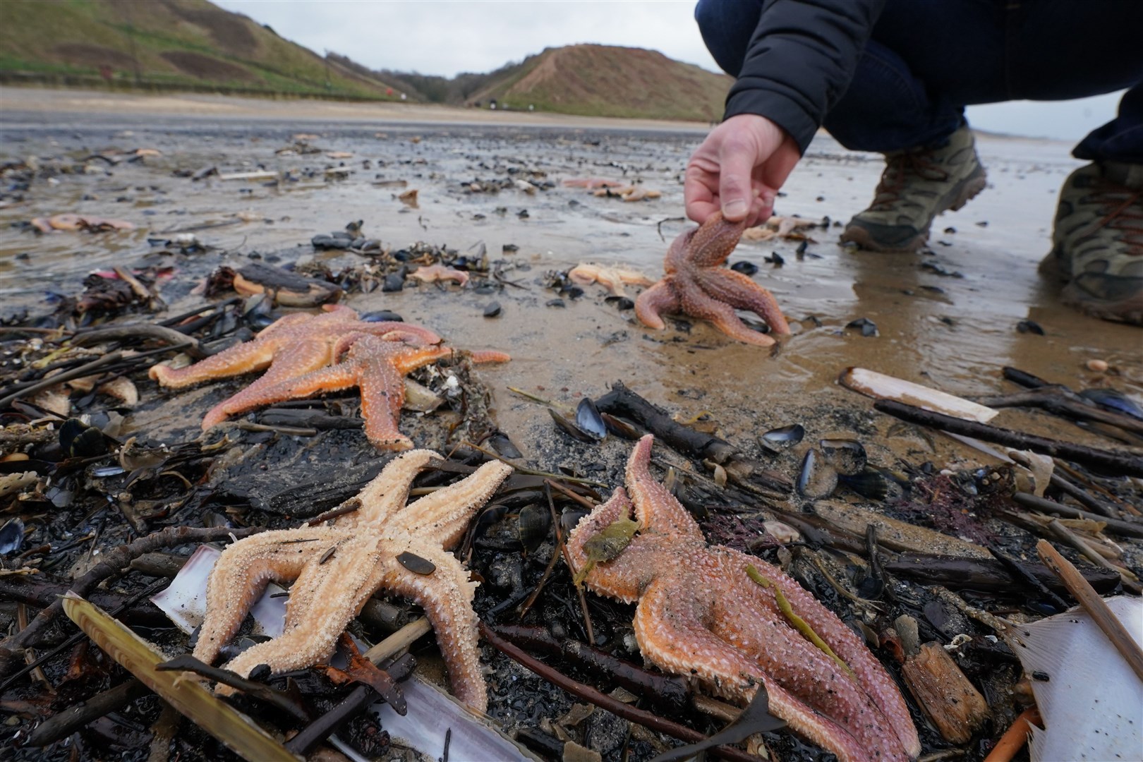 Starfish, clams, oysters and crabs could be seen washed up on the black sand (Owen Humphreys/PA)