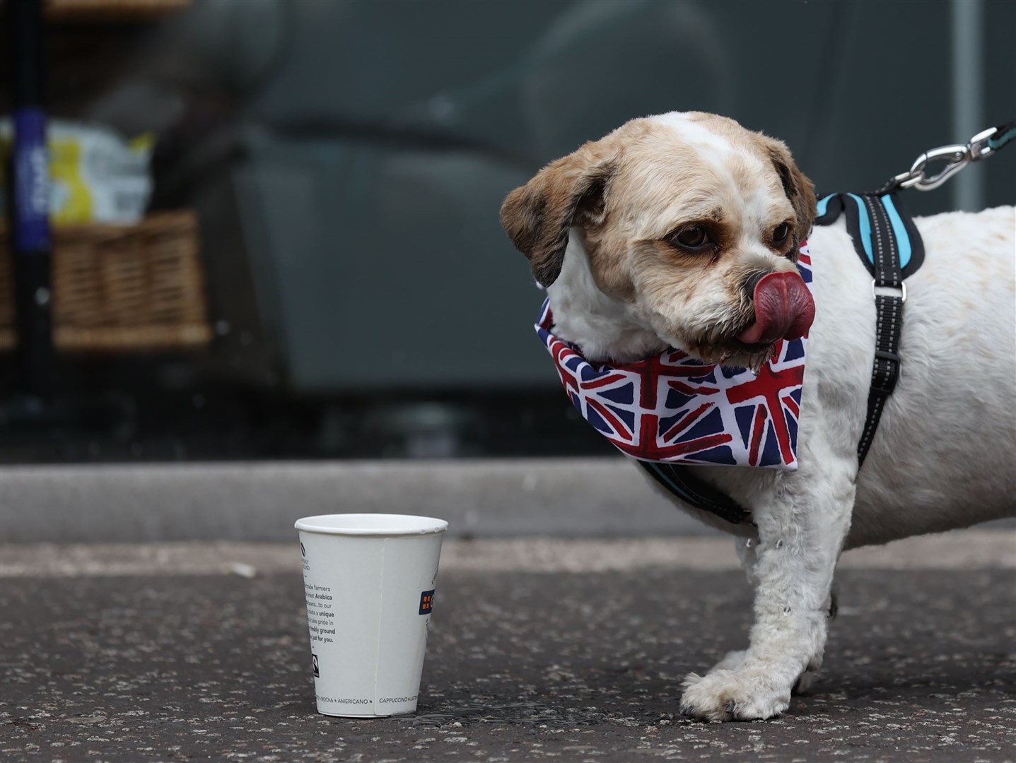 Four-year-old dog Barney takes some water from a cup during the hot weather in Belfast (Liam McBurney/PA)
