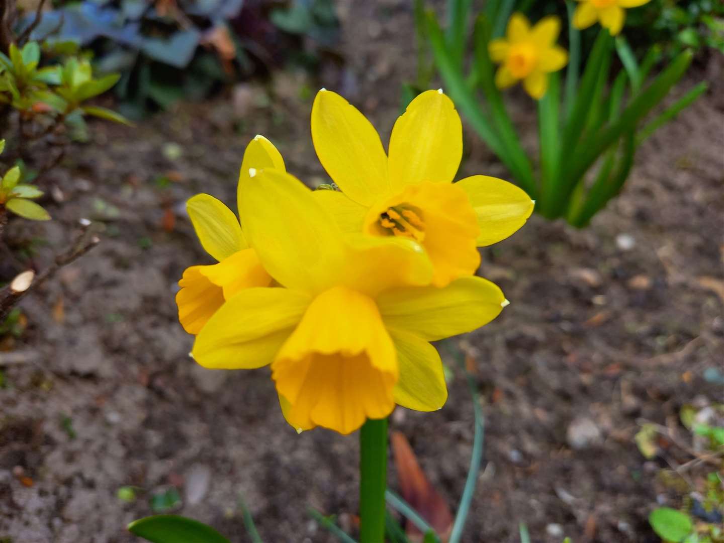 A three-headed daffodil, sent in by Lisa Esslemont from Forres.